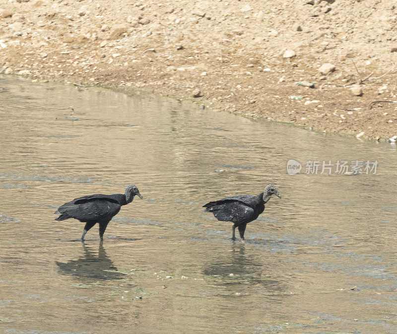 两只黑秃鹫，Coragyps atratus，在一条浅河里:特立尼达。